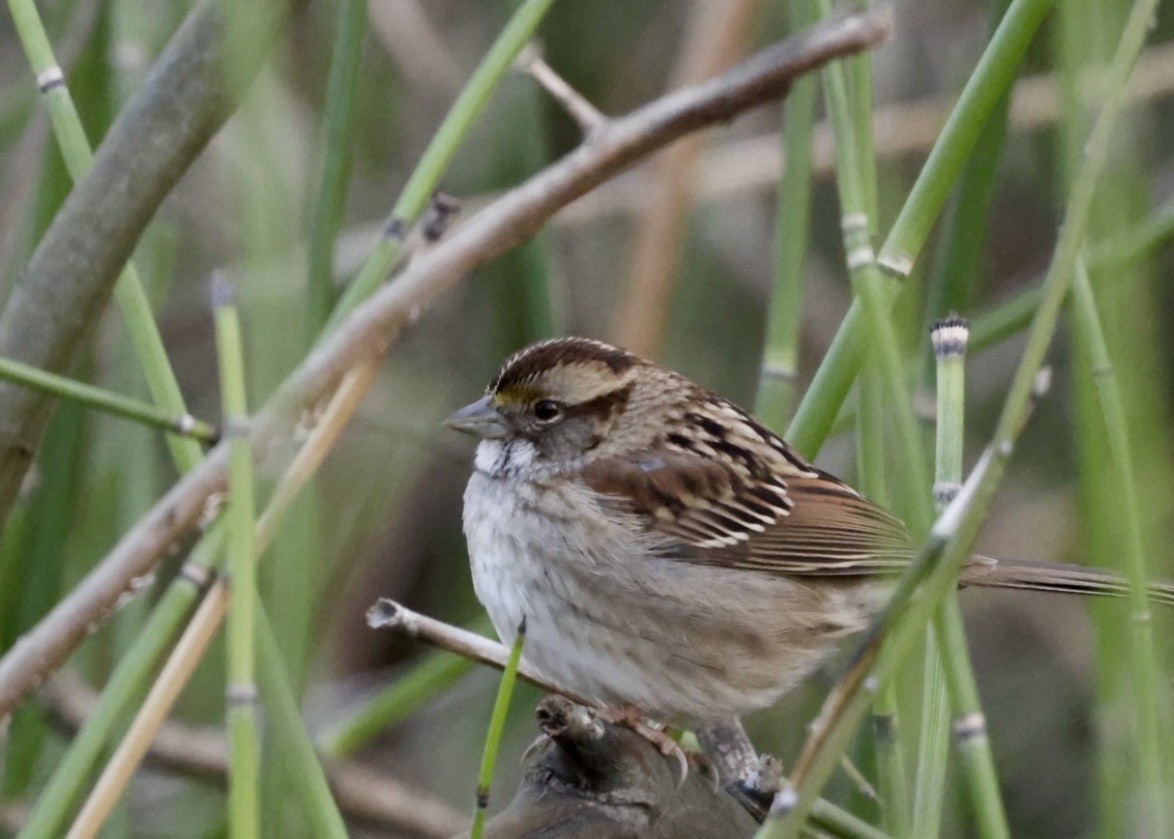 Bruant à gorge blanche - ML647797454