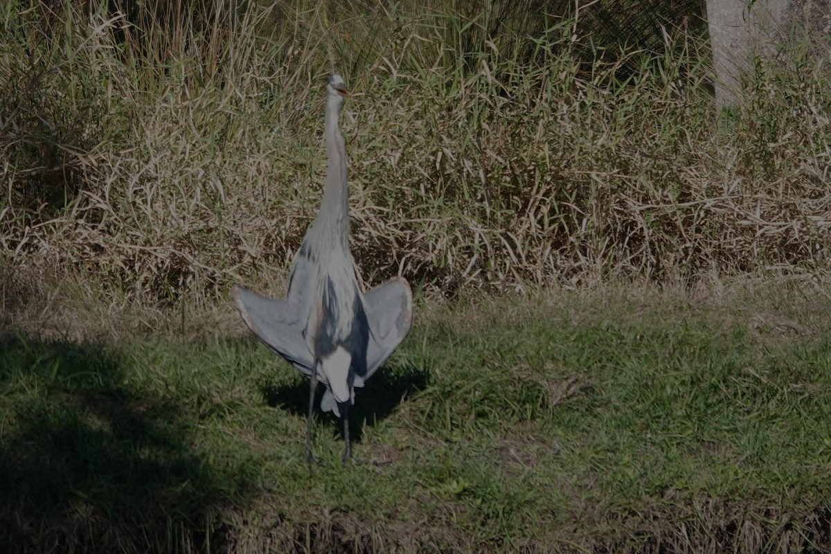 Grand Héron - ML647797457