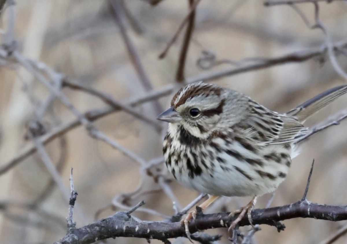 Bruant chanteur - ML647797458