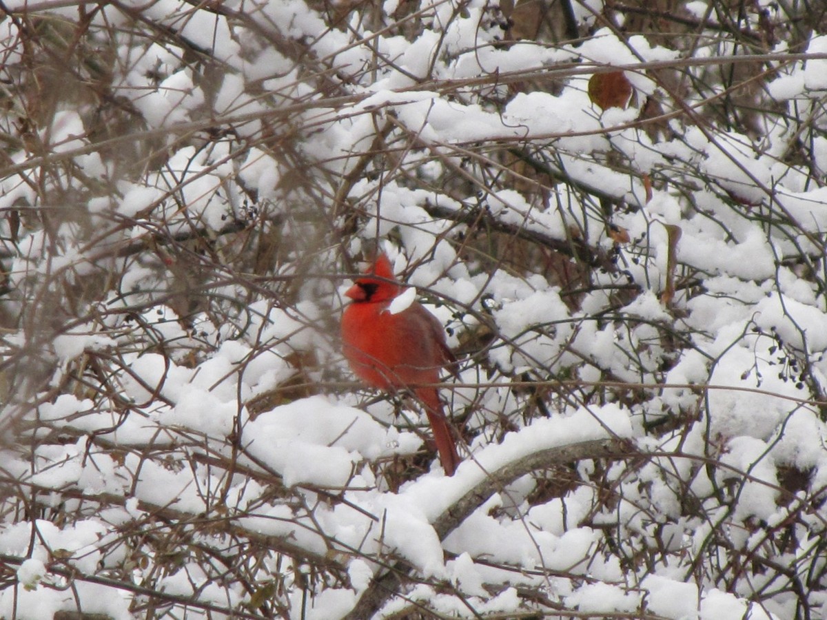 Cardinal rouge - ML647797459