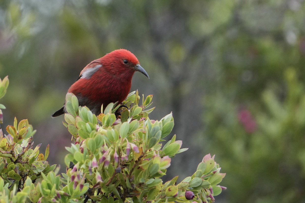 Picchion cramoisi - ML647797460