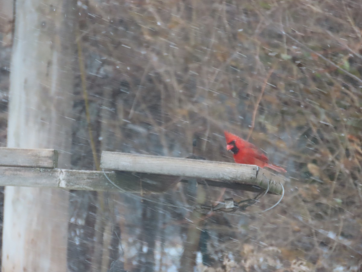 Cardinal rouge - ML647797461