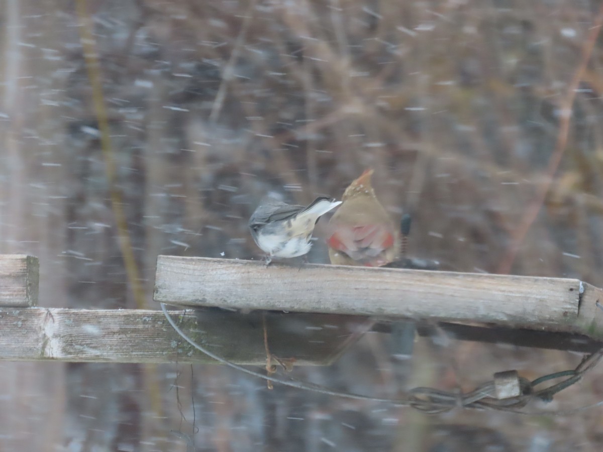 Cardinal rouge - ML647797462