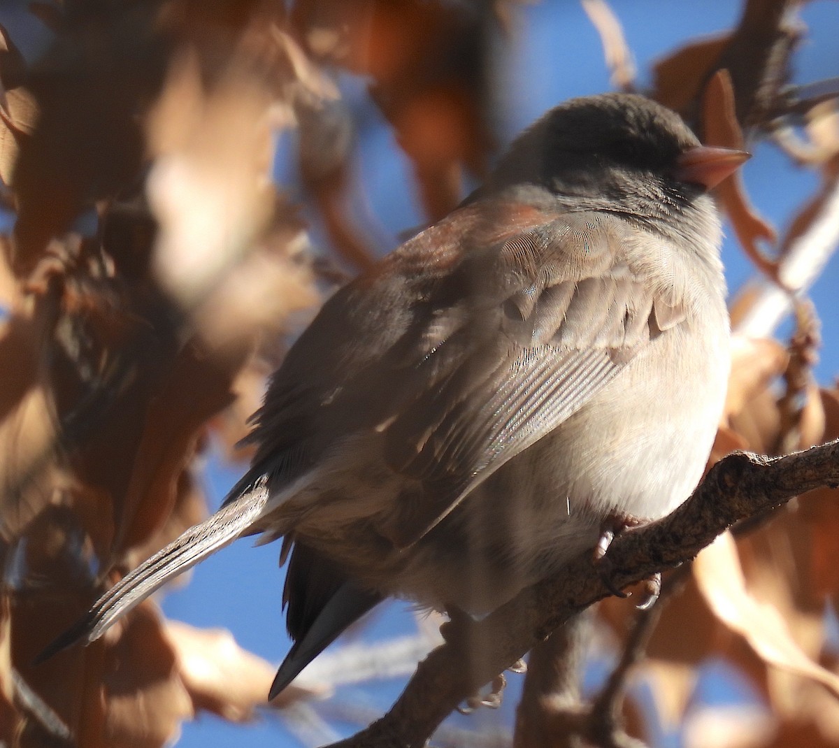Junco ardoisé (caniceps) - ML647797463