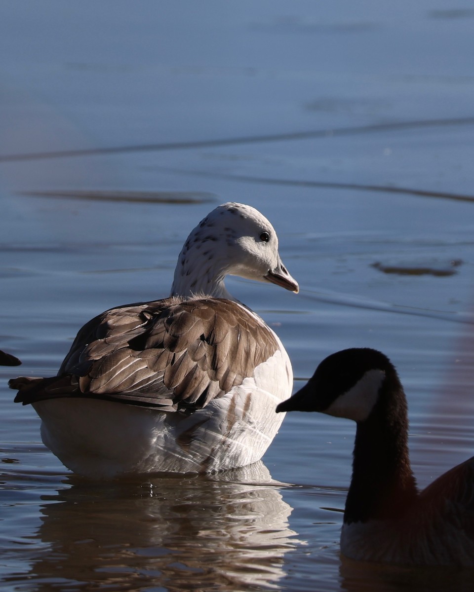 Oie des neiges - ML647797465