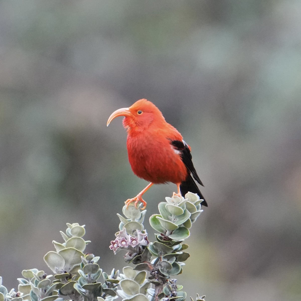 Iiwi rouge - ML647797466