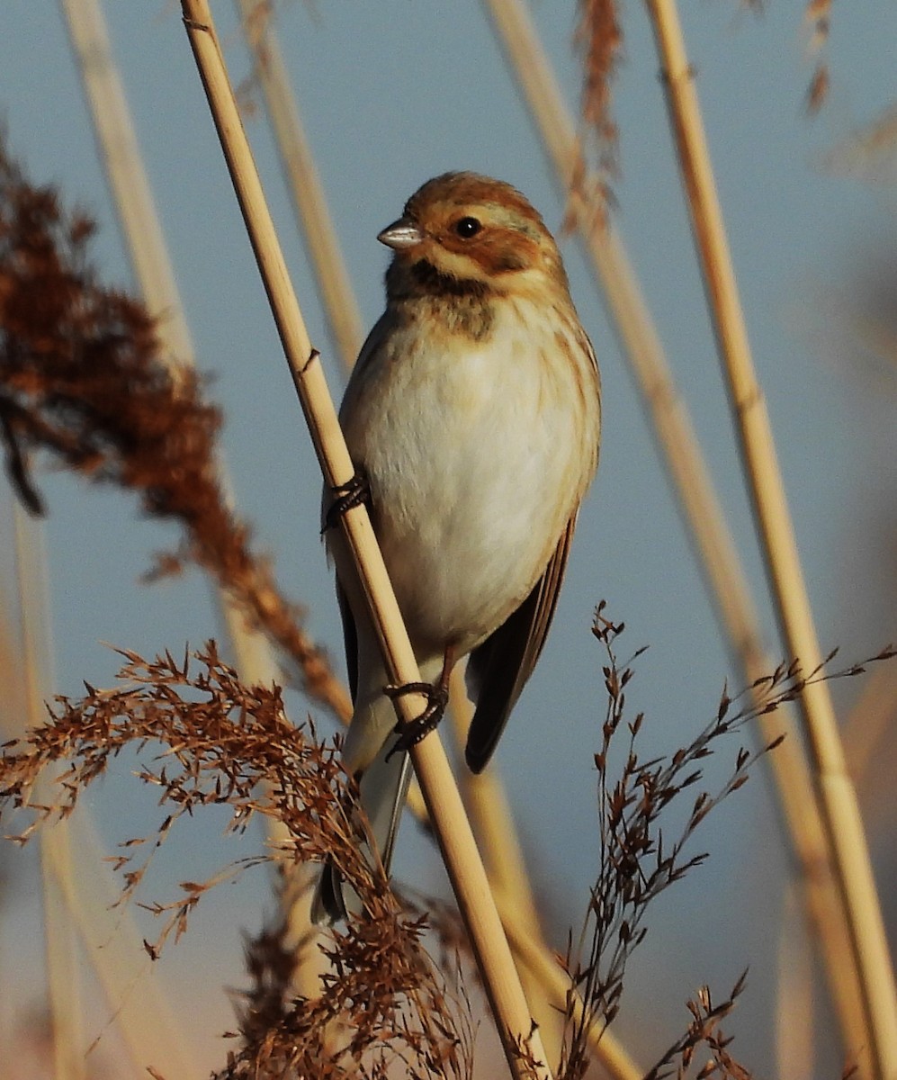 Reed Bunting - ML647797470