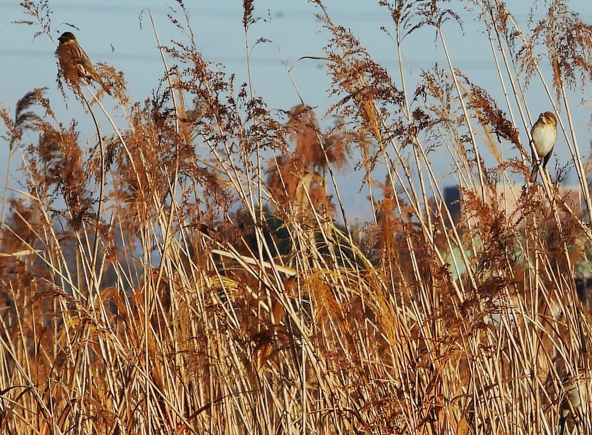 Reed Bunting - ML647797471
