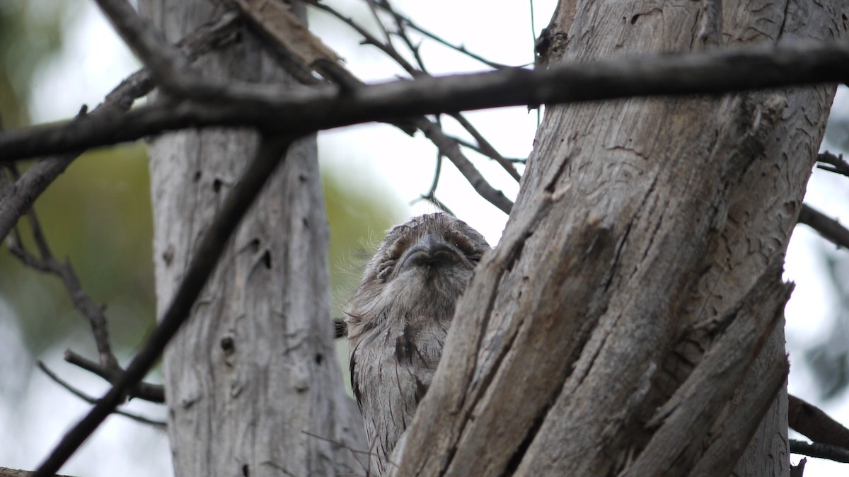 Tawny Frogmouth - ML647797476