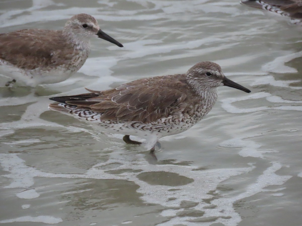 Red Knot - ML647797482