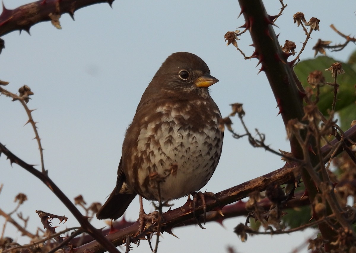 strnadec kaštanový - ML647797490