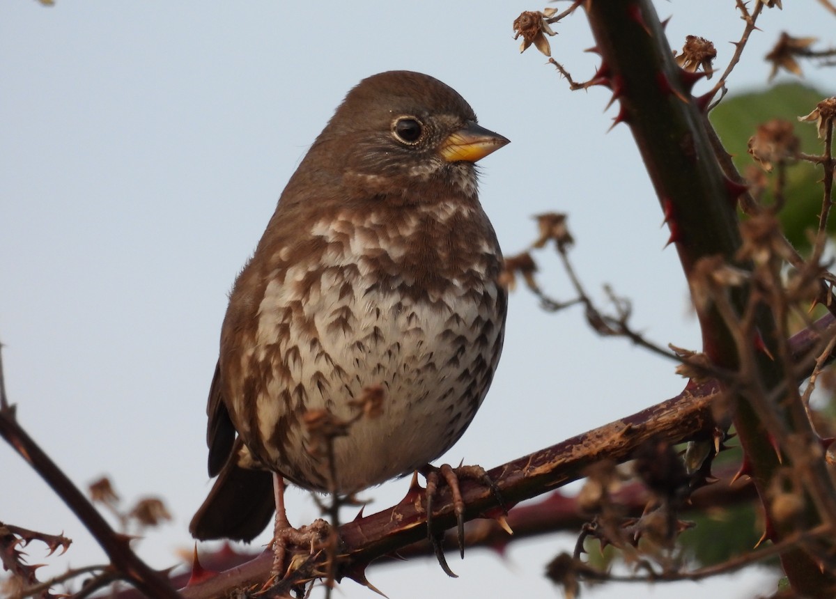 strnadec kaštanový - ML647797492