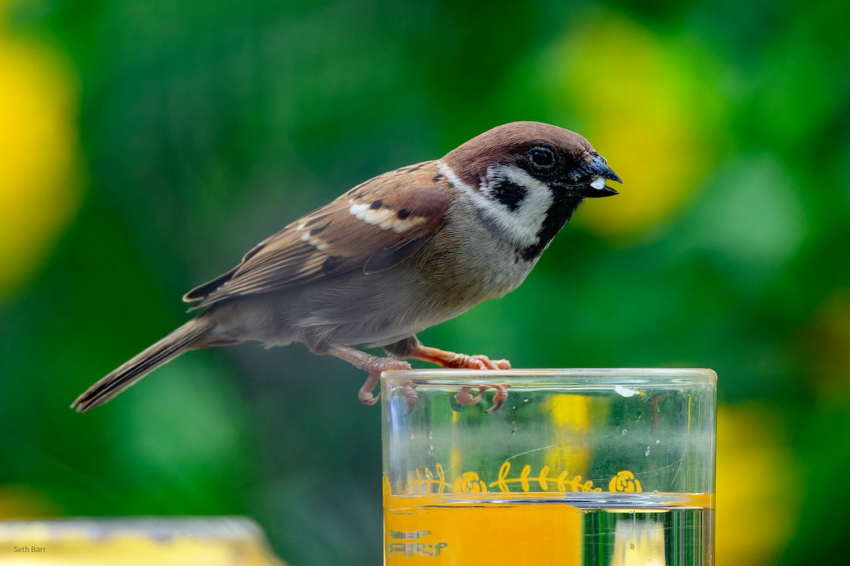 Gorrión Molinero - ML647797493