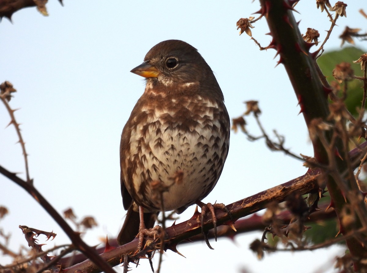 strnadec kaštanový - ML647797494