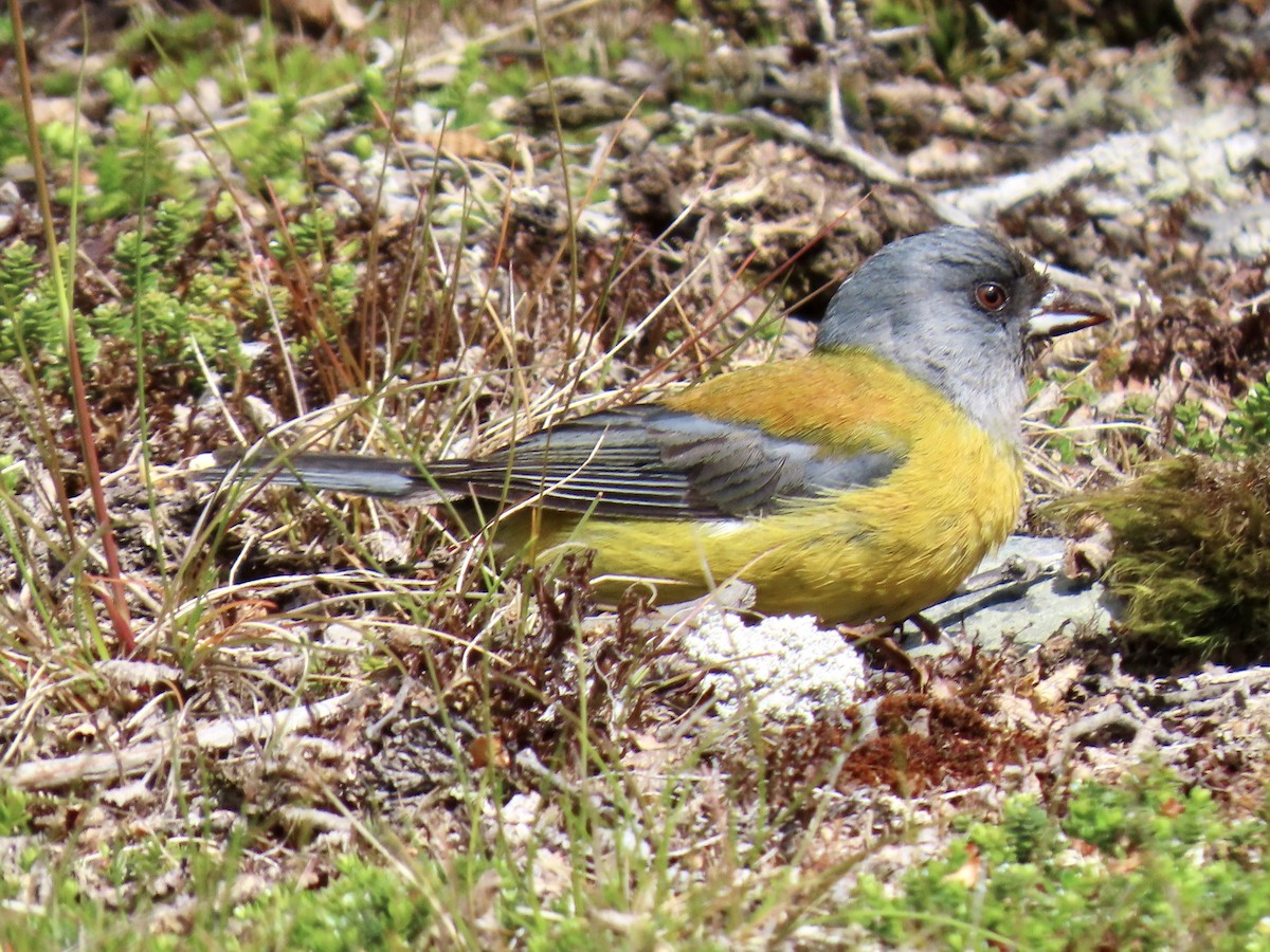 Patagonian Sierra Finch - ML647797499