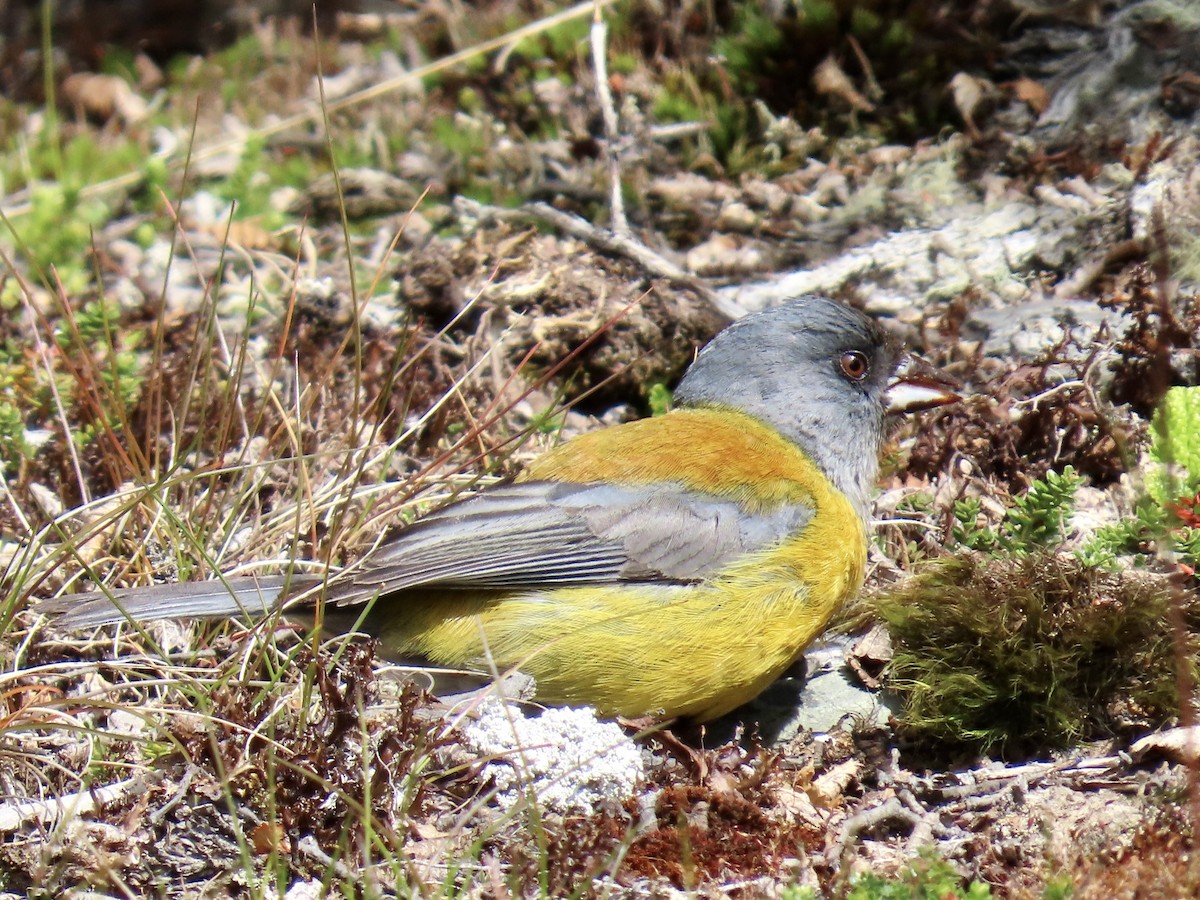 Patagonian Sierra Finch - ML647797511