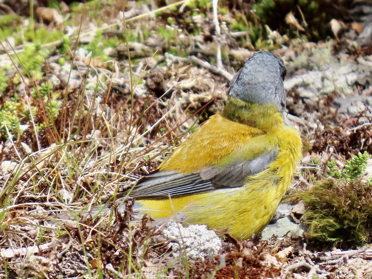Patagonian Sierra Finch - ML647797516