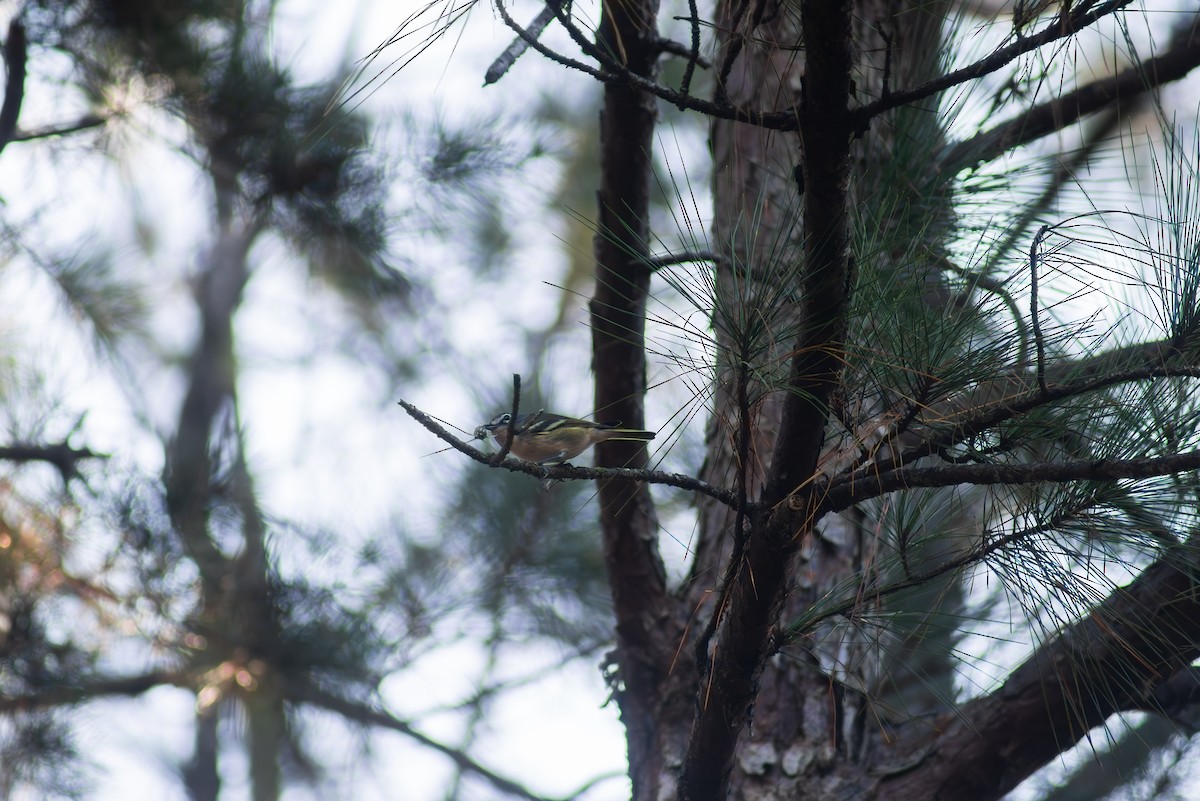 zelenáček brýlový - ML647797519