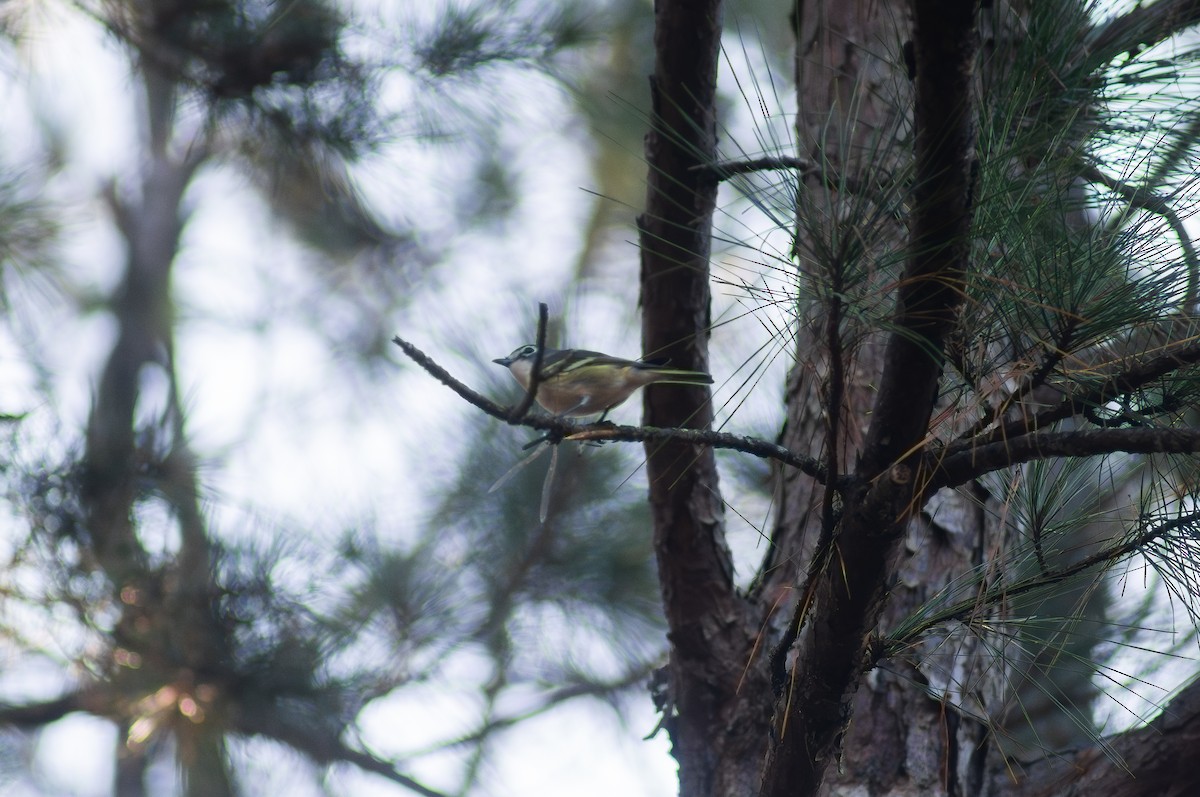 zelenáček brýlový - ML647797520