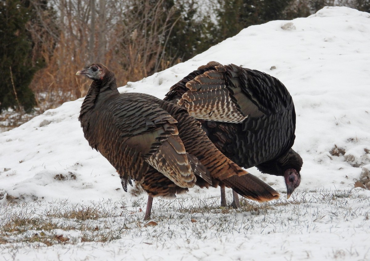 Wild Turkey - ML647797523