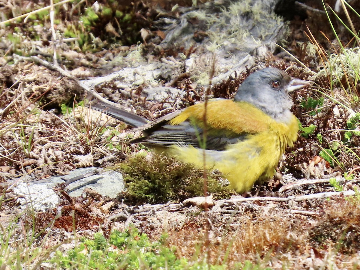 Patagonian Sierra Finch - ML647797526