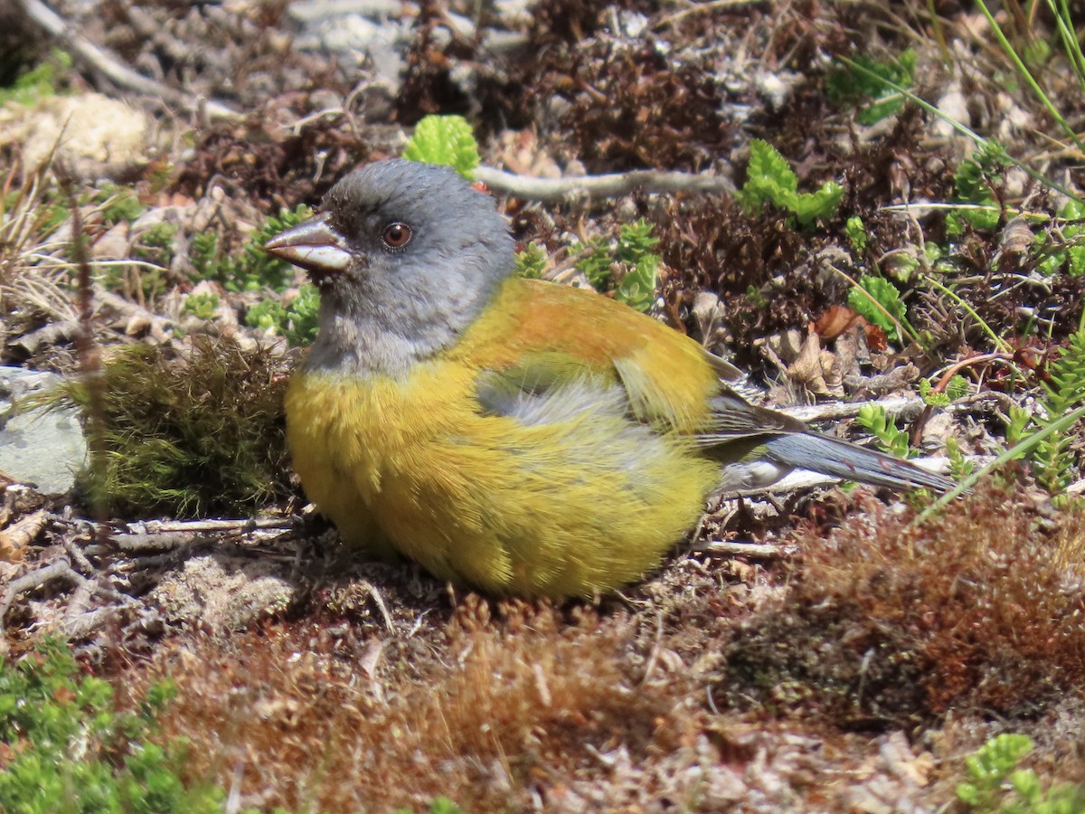 Patagonian Sierra Finch - ML647797535