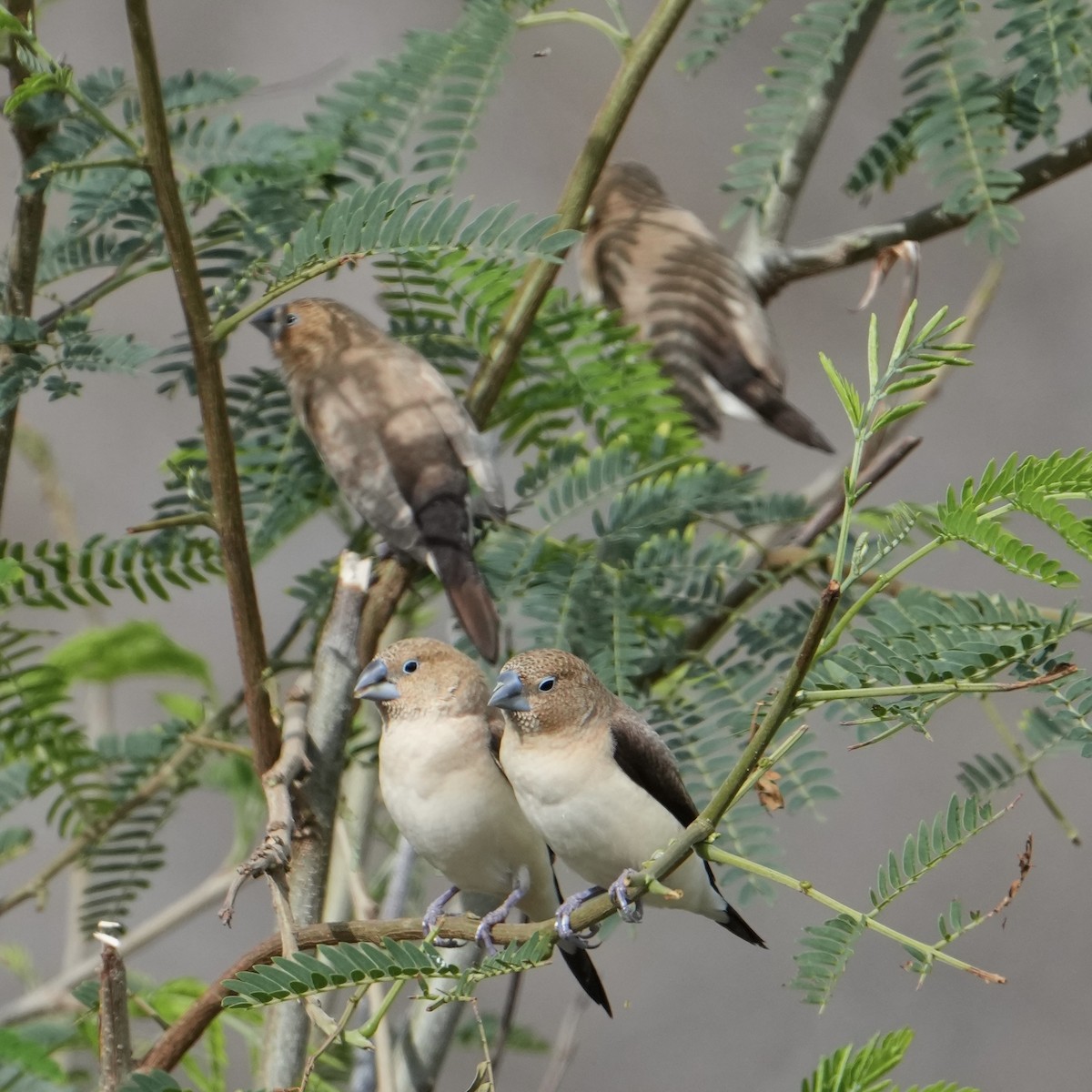 African Silverbill - ML647797567