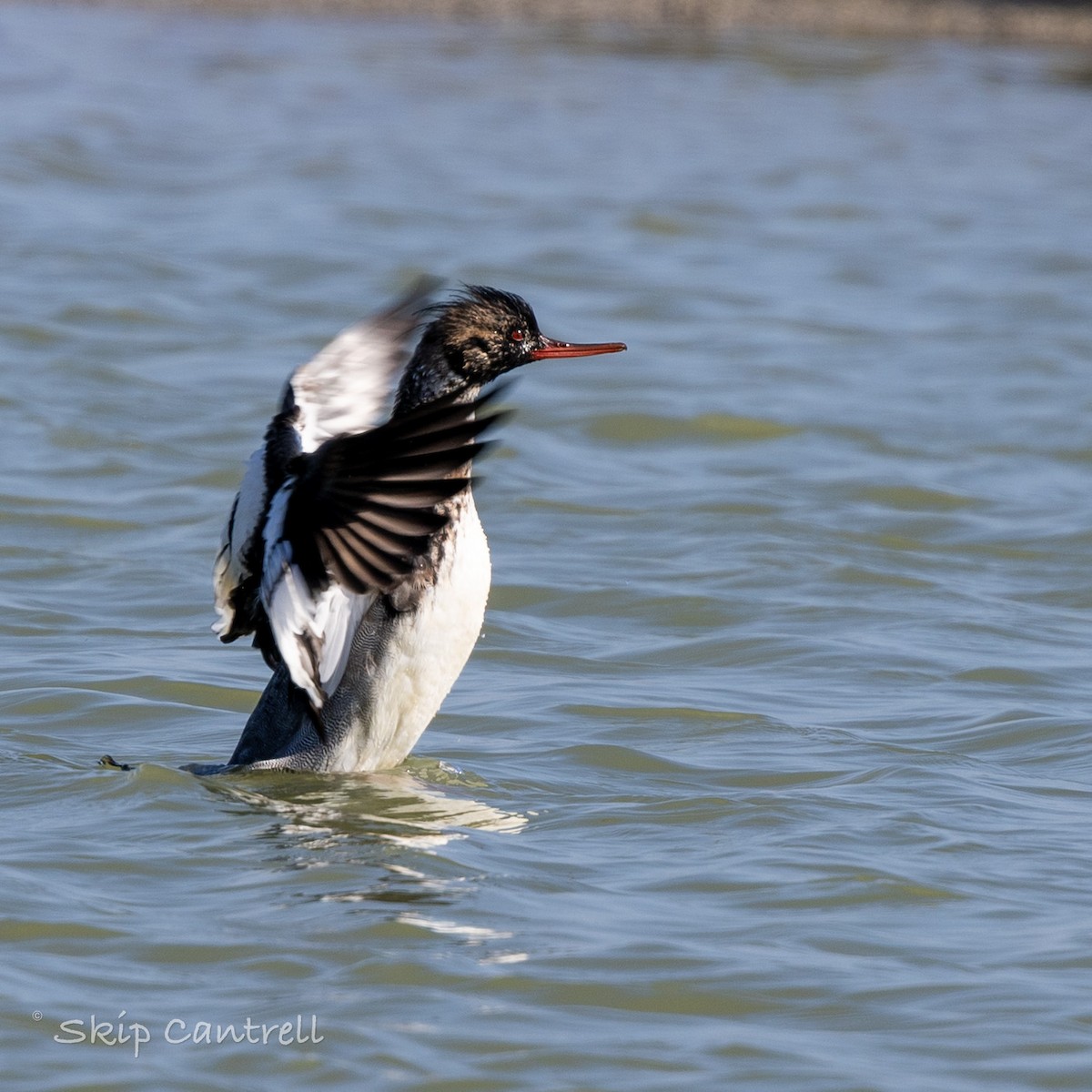 מרגון בינוני - ML647797571