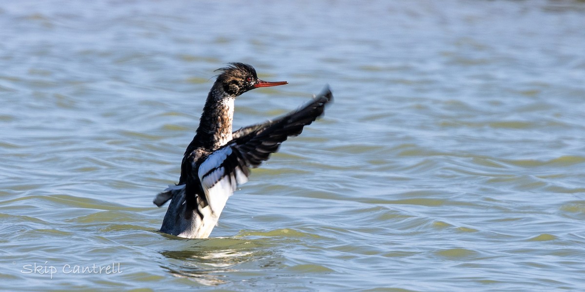 מרגון בינוני - ML647797572