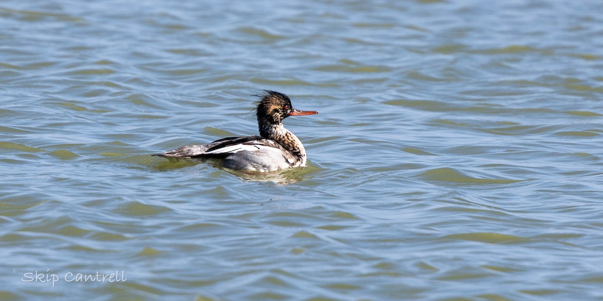 מרגון בינוני - ML647797573