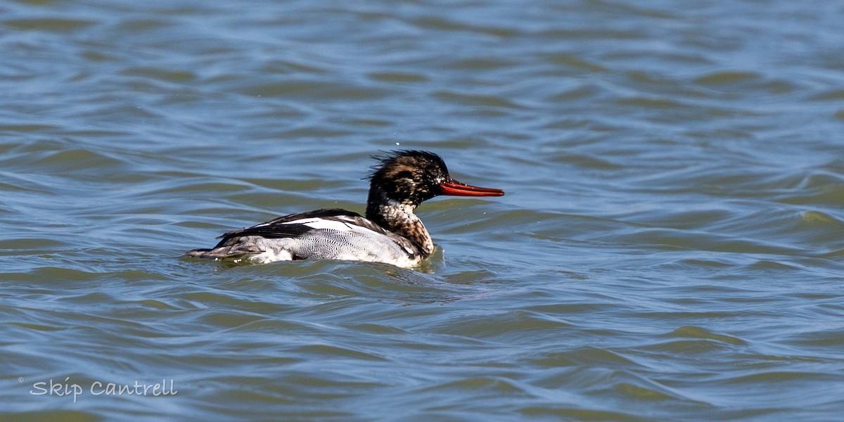 מרגון בינוני - ML647797574