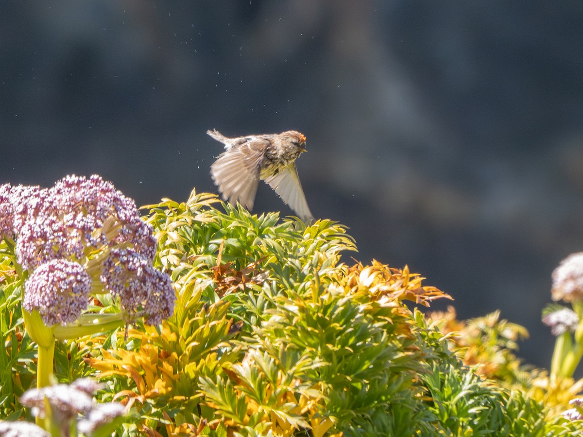 Чечітка звичайна - ML647797589