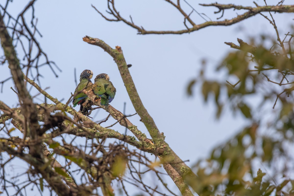 White-crowned Parrot - ML647797612