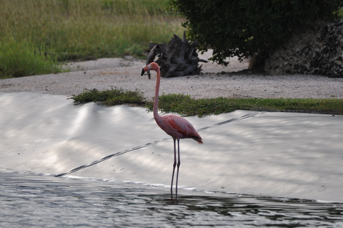 American Flamingo - ML647797613