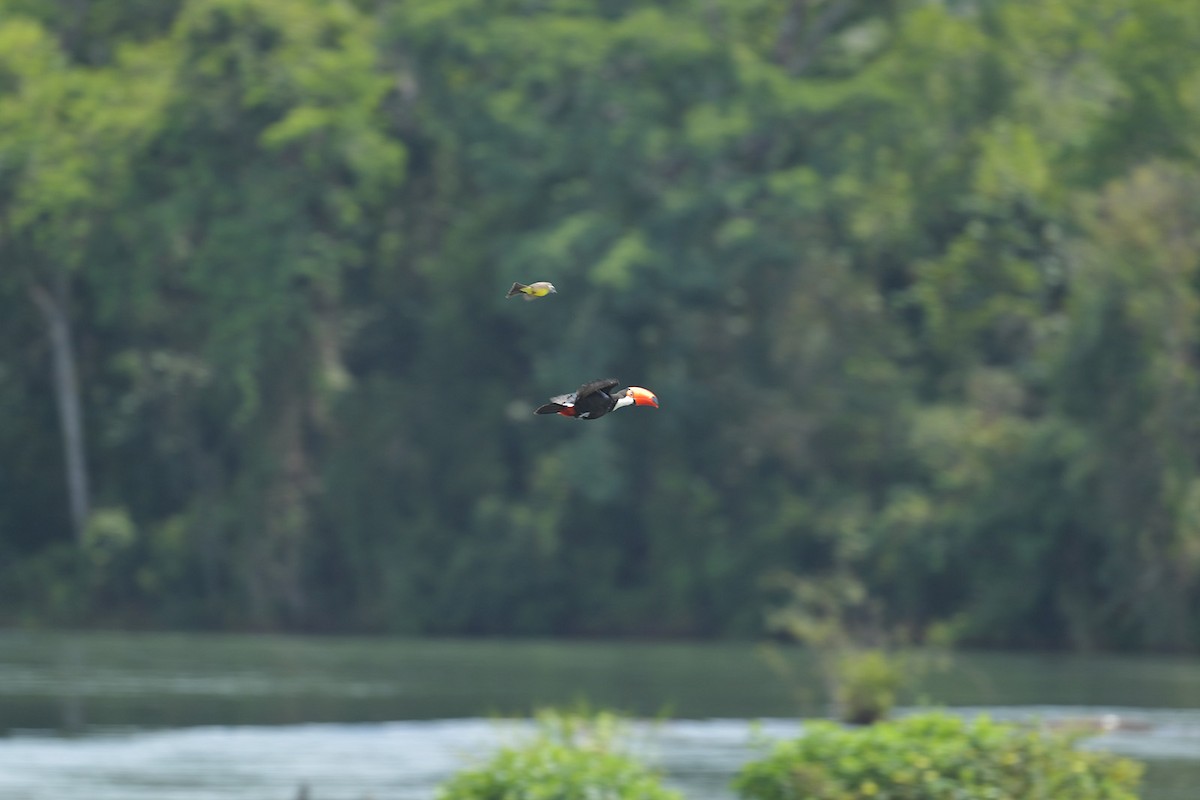 Toco Toucan - ML647797617