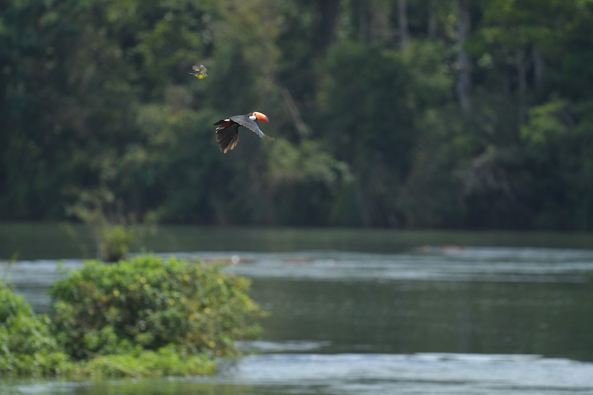 Toco Toucan - ML647797618