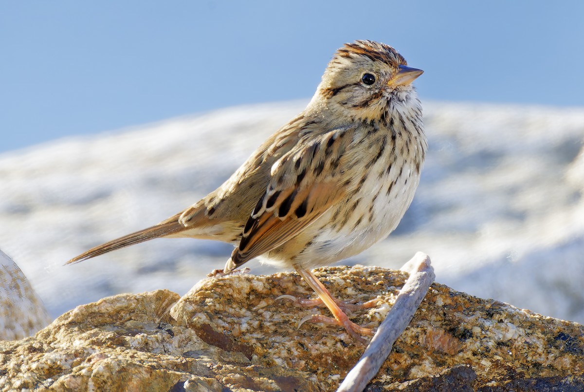 strnadec pruhohlavý - ML647797621