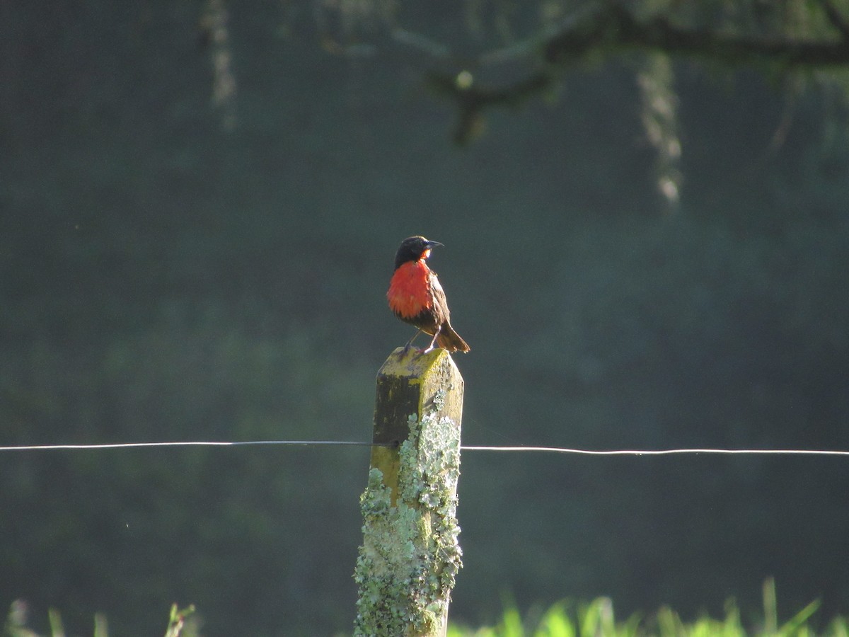 Red-breasted Meadowlark - ML647797634