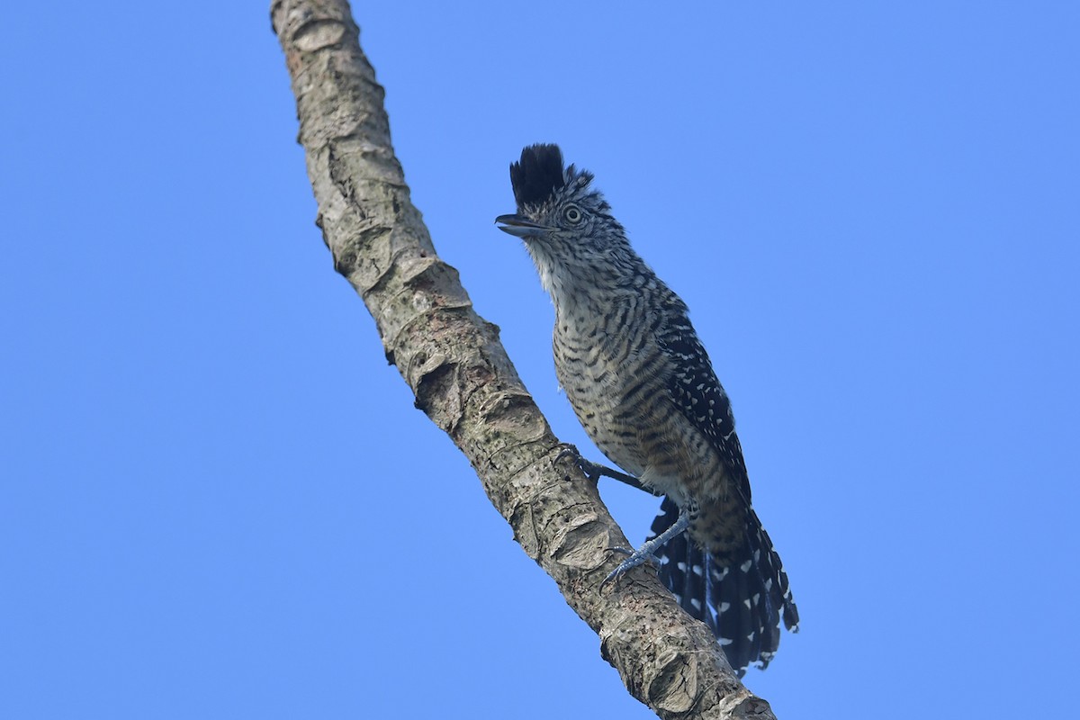 Barred Antshrike - ML647797640