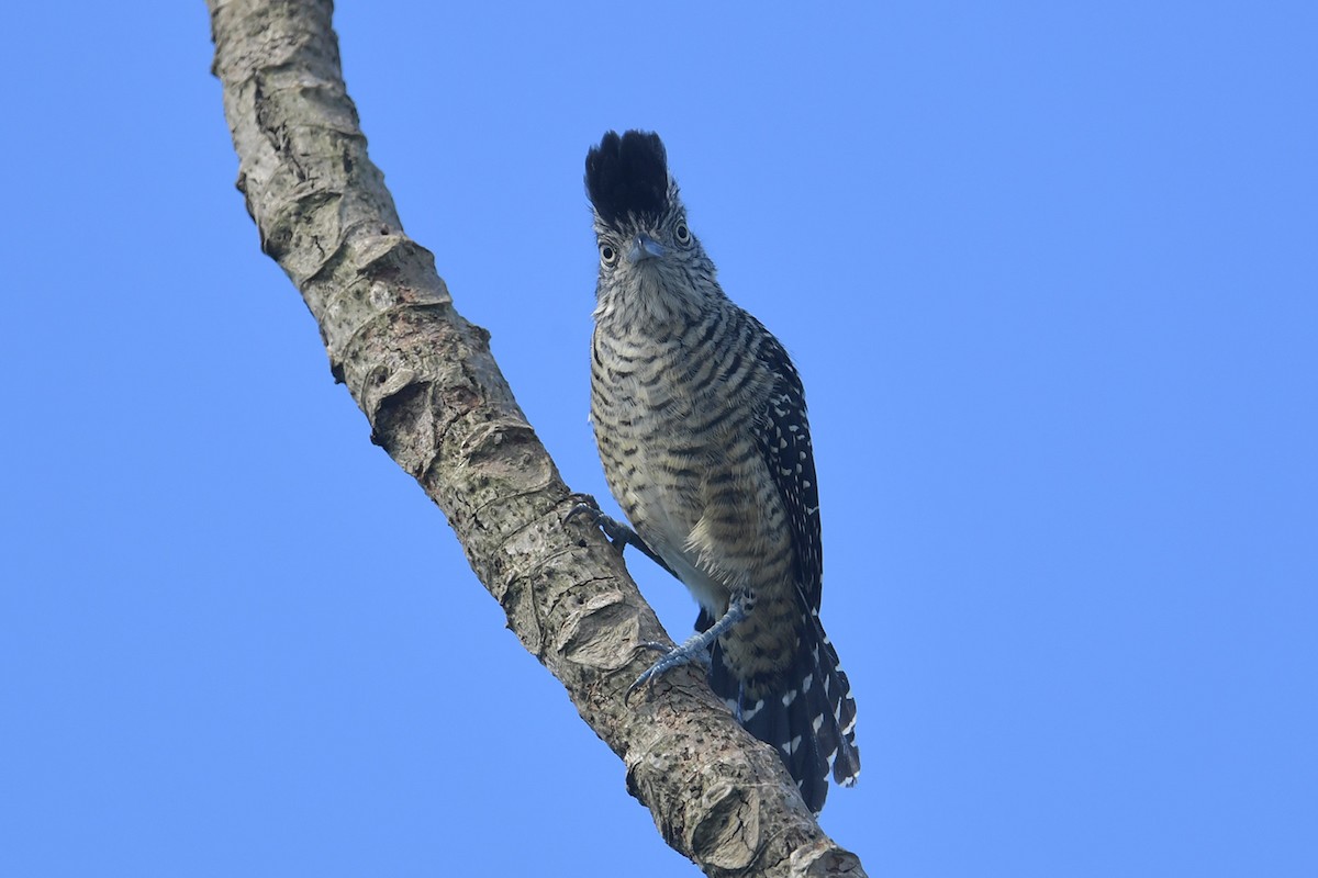 Barred Antshrike - ML647797641