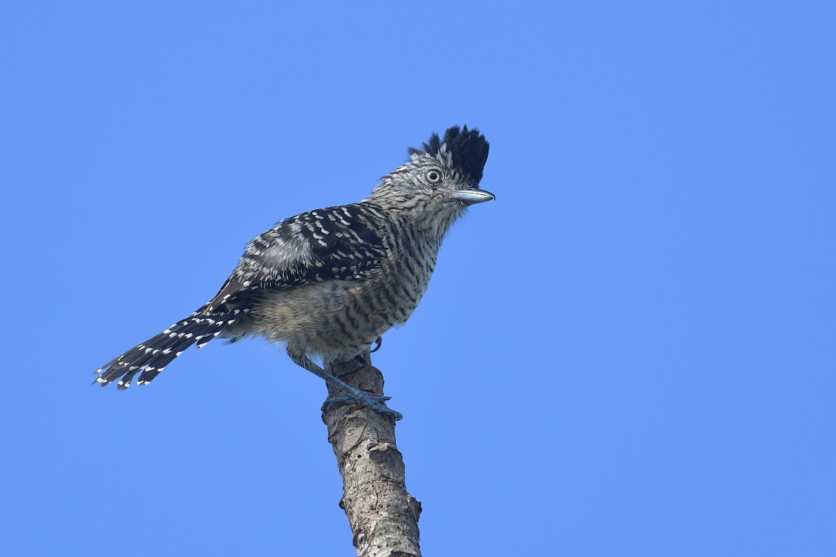 Barred Antshrike - ML647797642