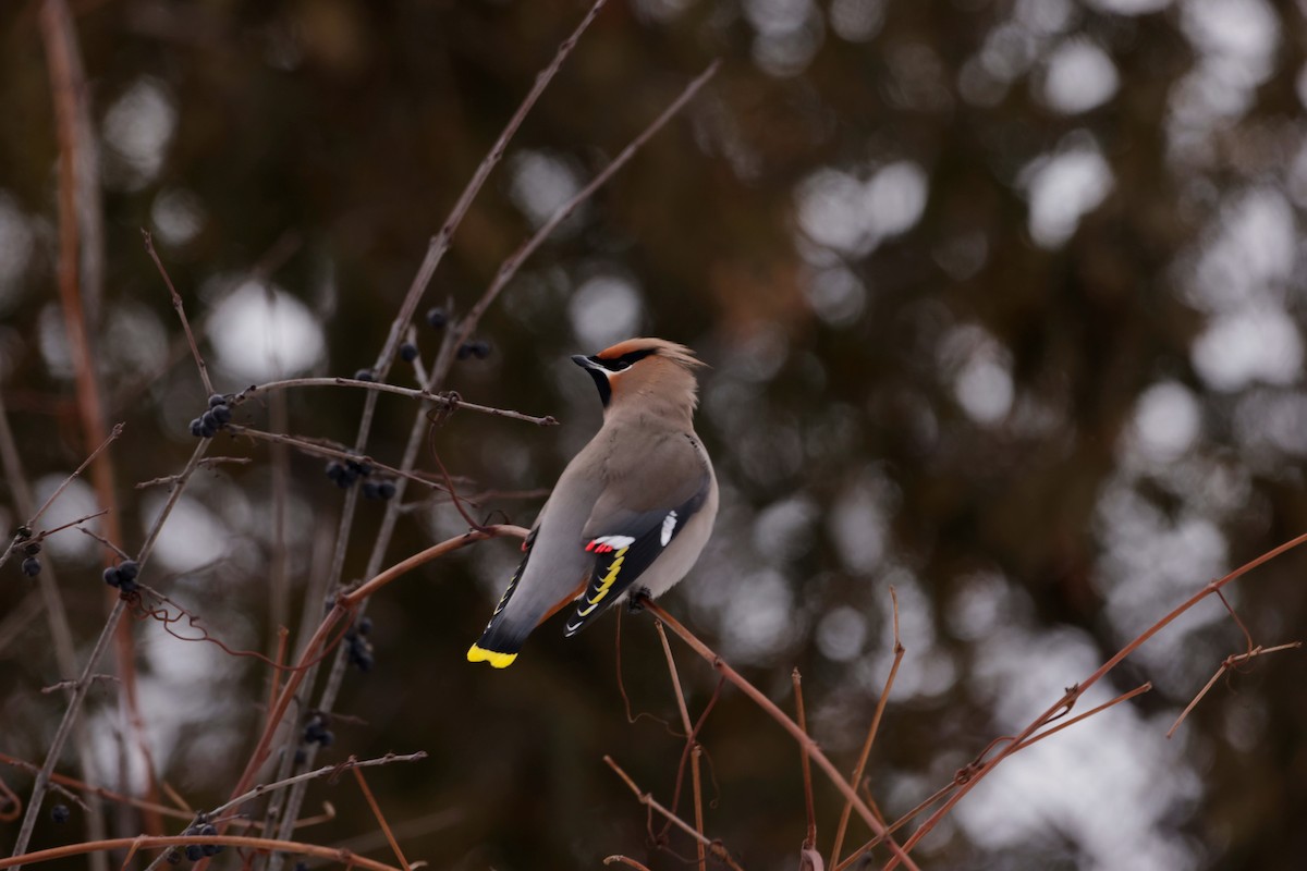 黃連雀 - ML647797647