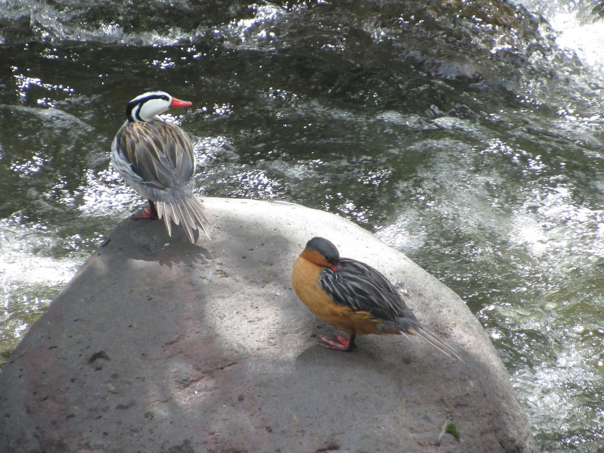 Torrent Duck - ML647797656