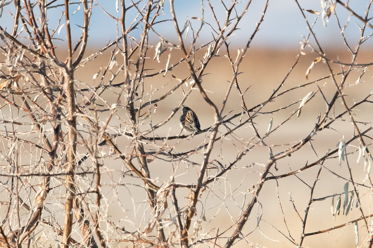 Пасовник північний - ML647797670