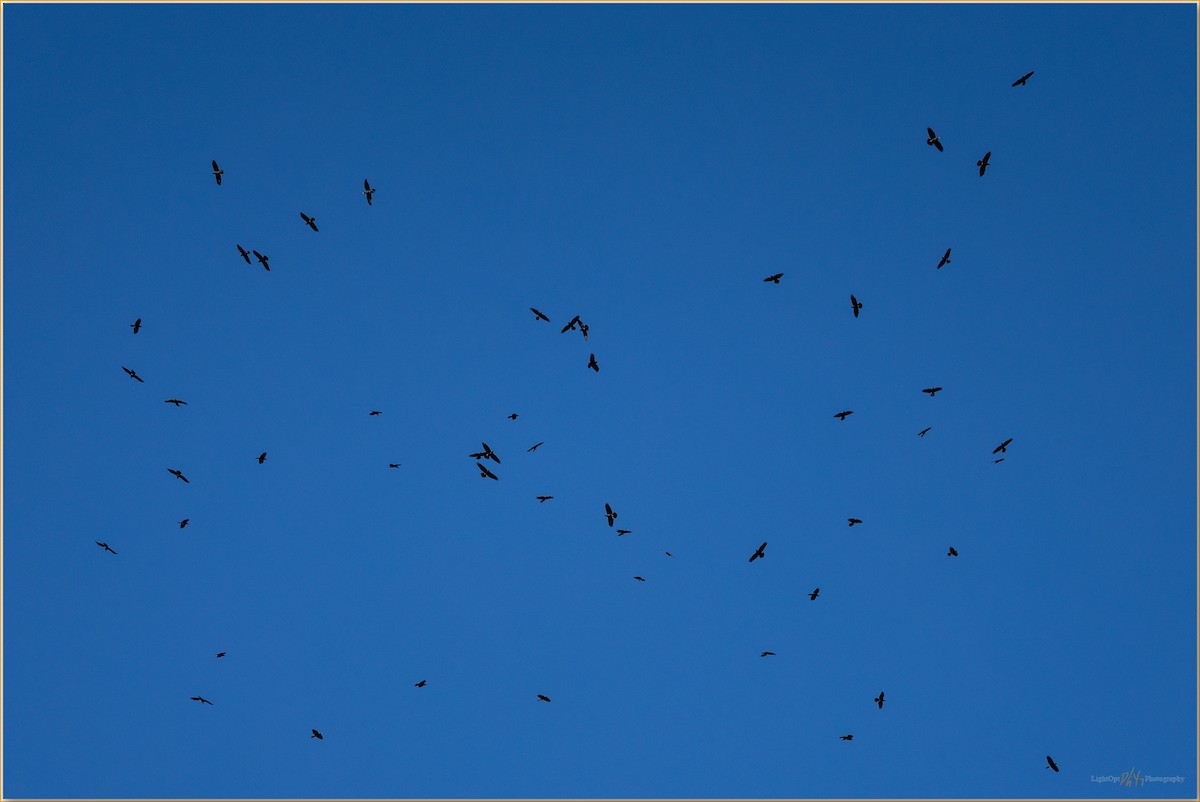 עורב שחור - ML647797734