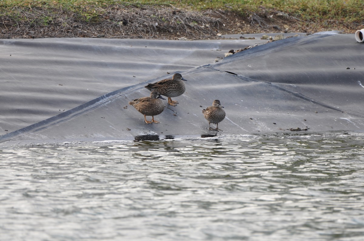 Blue-winged Teal - ML647797742
