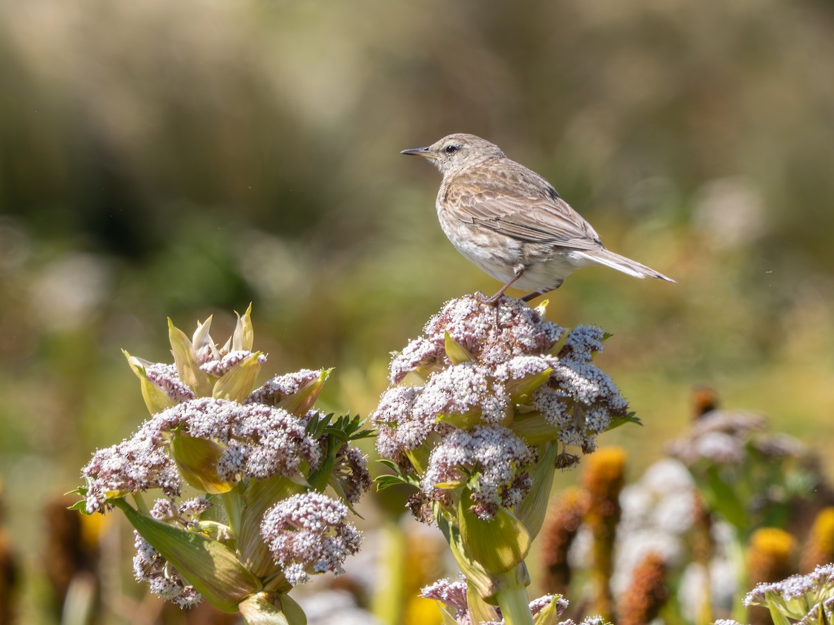 Щеврик новозеландський - ML647797757