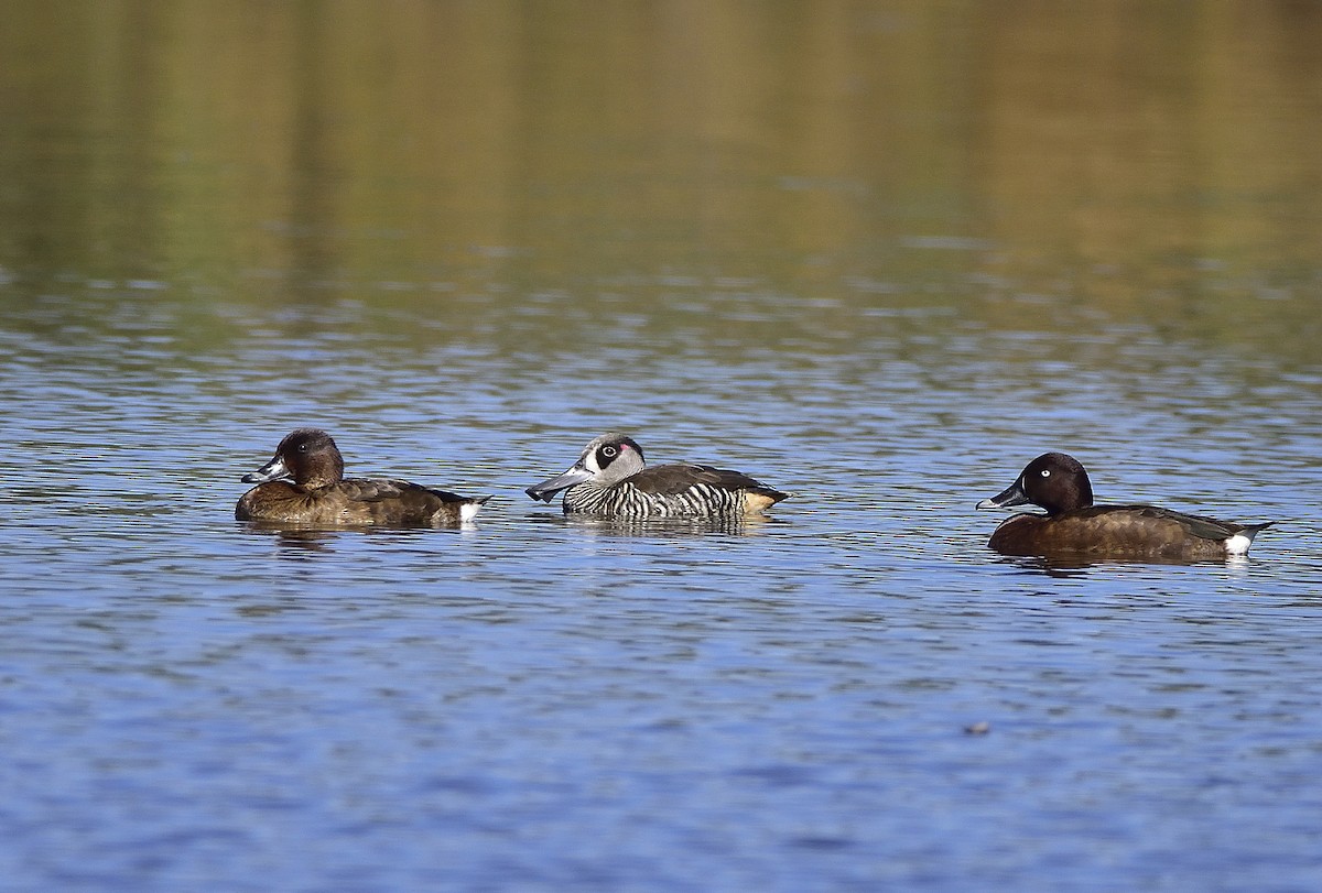 Hardhead - ML647797810