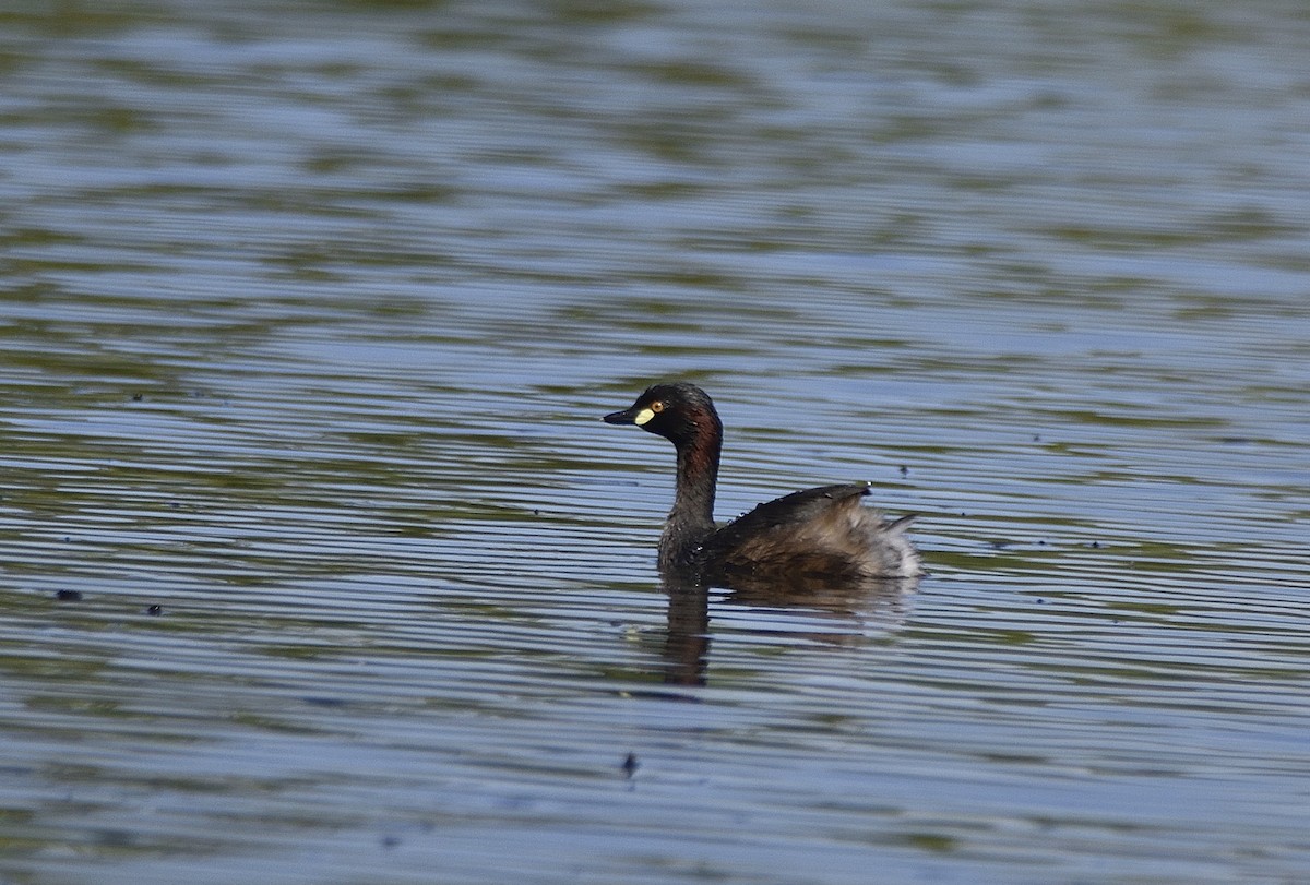 Australasian Grebe - ML647797815