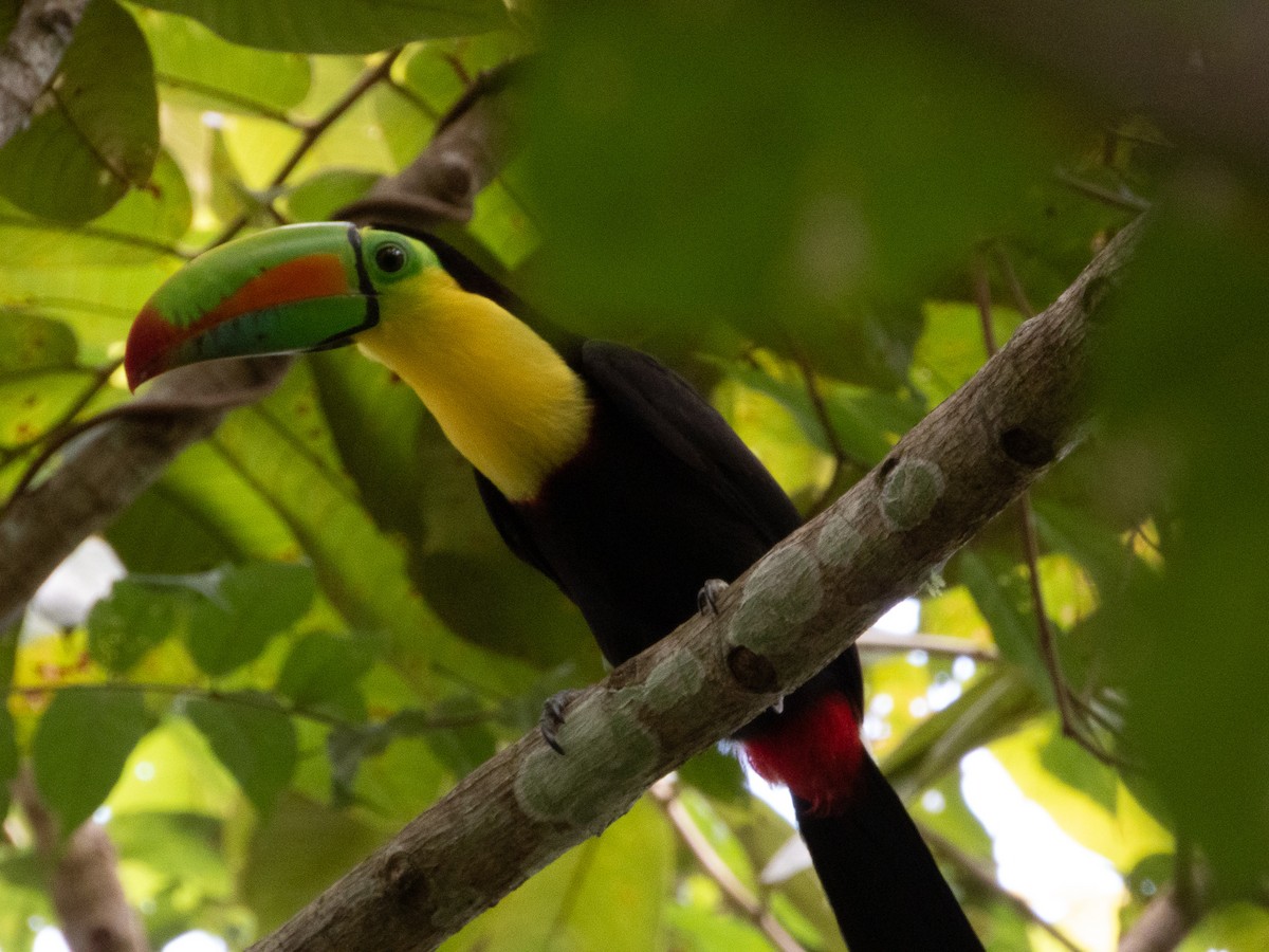 Тукан жовтогорлий - ML647797836